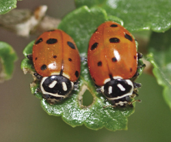 Photograph of two ladybugs.